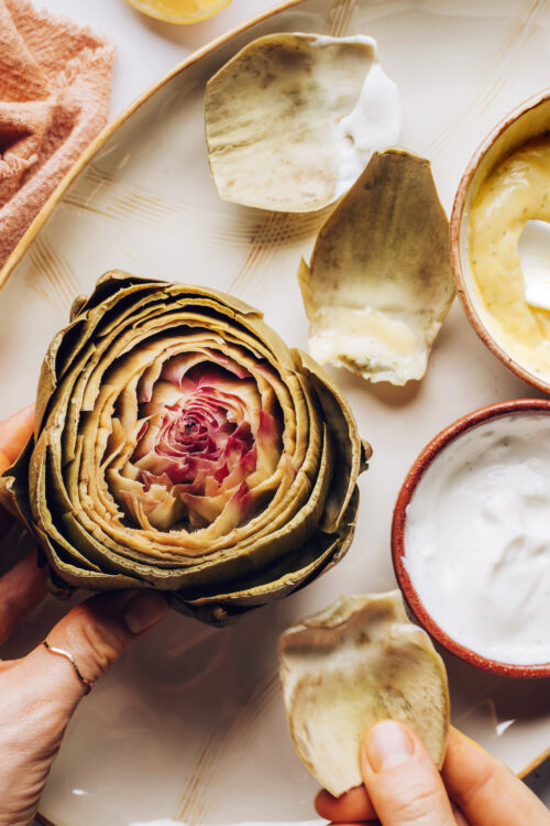 Artichoke petal pulled from a steamed artichoke